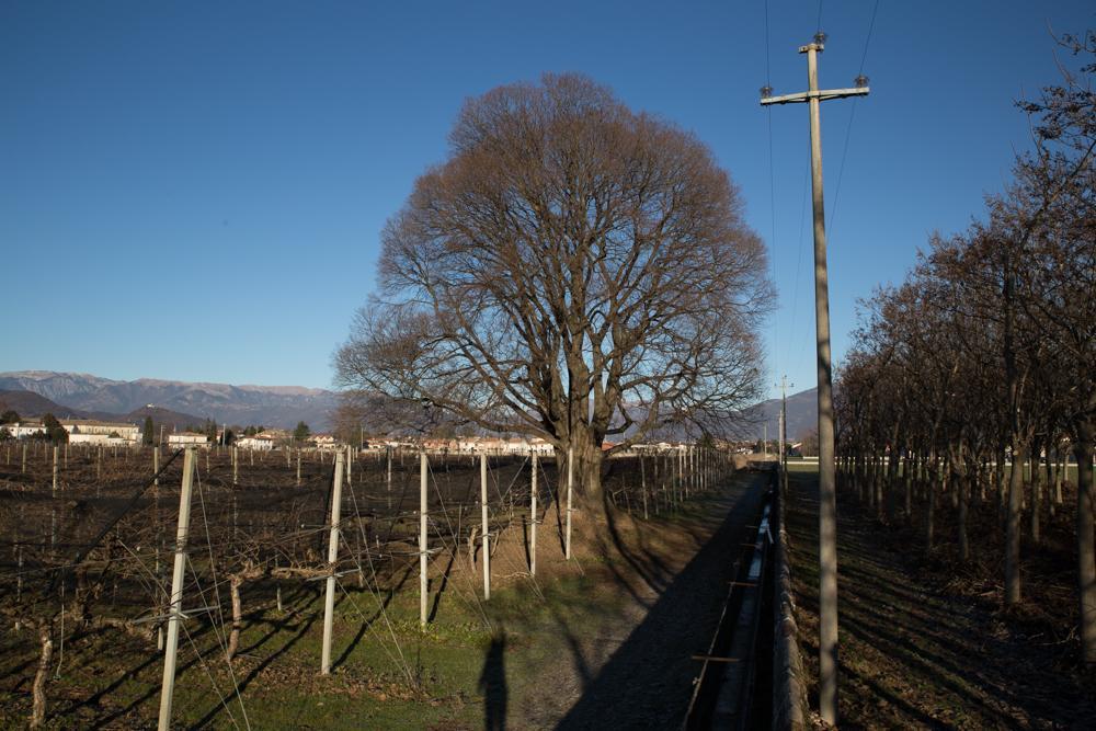 Al Bagolaro Bed & Breakfast Crocetta del Montello Luaran gambar