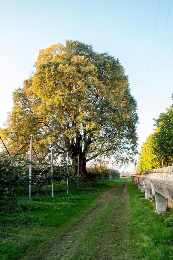 Al Bagolaro Bed & Breakfast Crocetta del Montello Luaran gambar