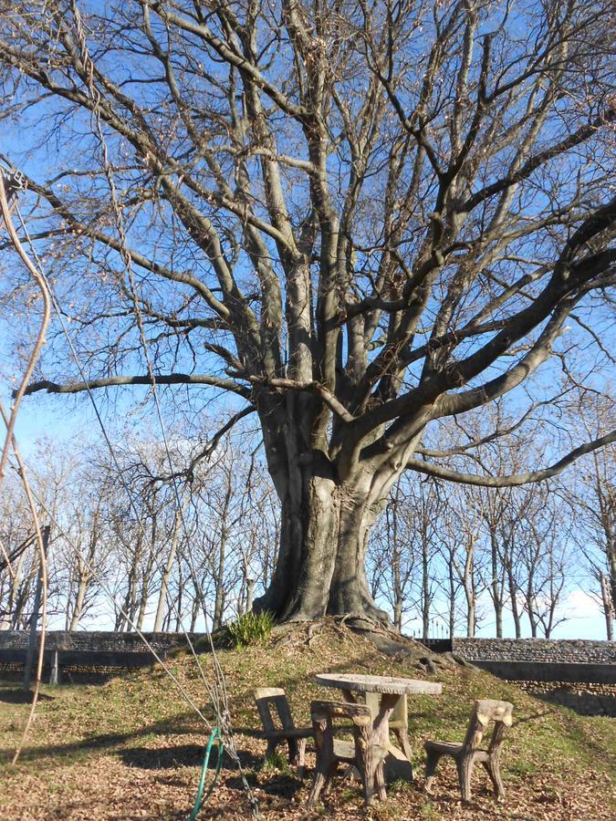 Al Bagolaro Bed & Breakfast Crocetta del Montello Luaran gambar