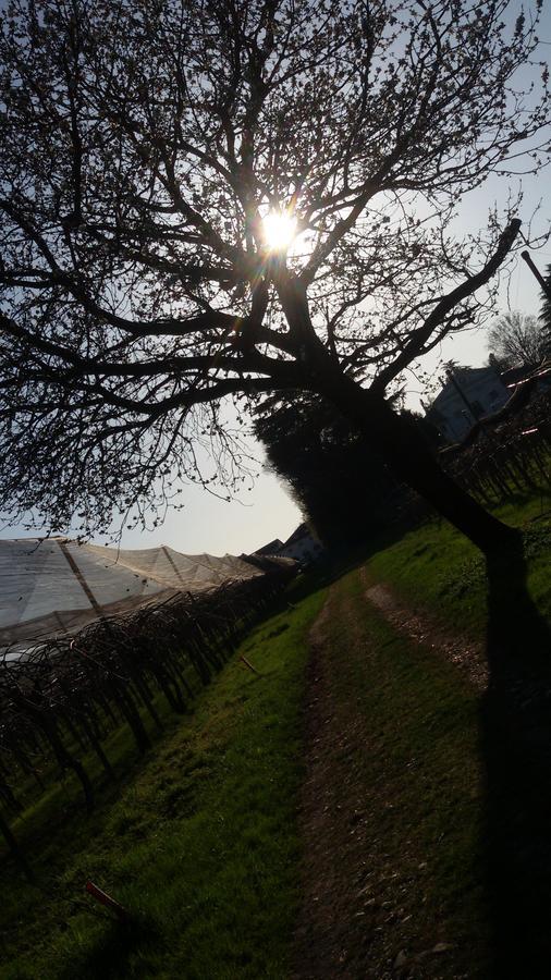 Al Bagolaro Bed & Breakfast Crocetta del Montello Luaran gambar